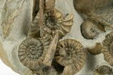 Jurassic Ammonite, Belemnite & Gastropod Cluster - England #316383-4